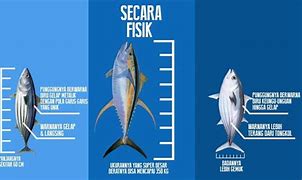 Apakah Ikan Tongkol Adalah Ikan Tuna