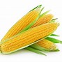 Jagung Banyak Mengandung Vitamin Apa